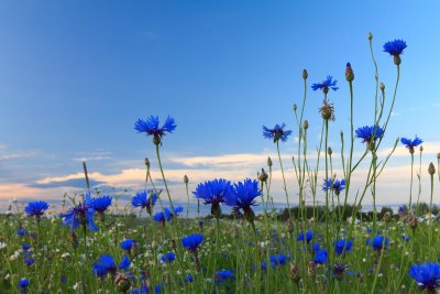 Василек Степной