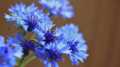 Васильки цветы