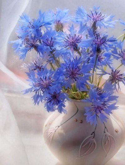 Красивый букет Васильков