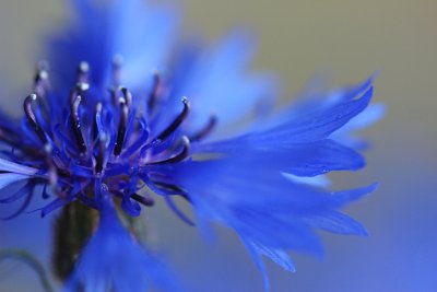 Василек цветы