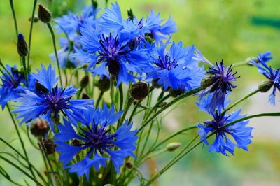 Василек синий (Centaurea cyanus)