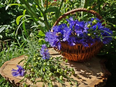 Василек АЛОХА БЛАНДА