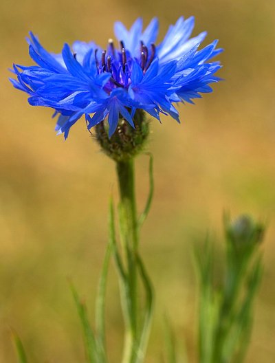 Василек Волошка