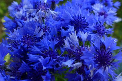 Василек голубая Лагуна