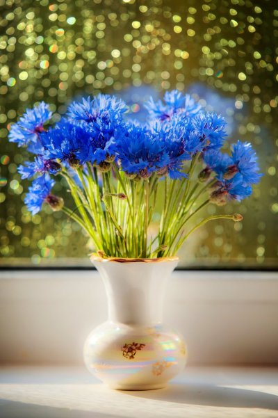 Васильки букет