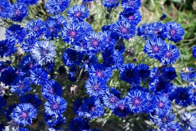 Василек синий Корнфловер