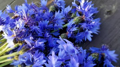 Василек синий (Centaurea cyanus)