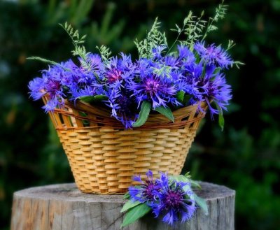 Цветы васильки букет