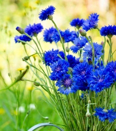 Васильки разноцветные