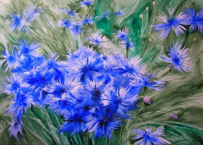 Василек синий Корнфловер