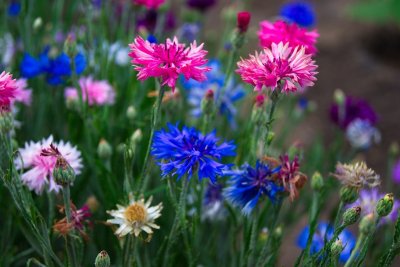 Василек однолетний