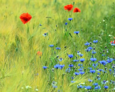 Поле рожь васильки и маки