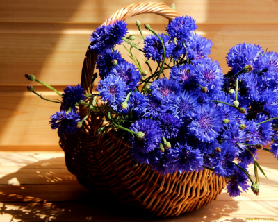 Ханс Эмменеггер букет Васильков