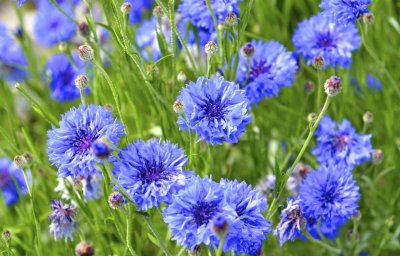 Василек полевой