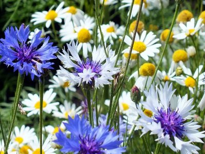 Мак Ромашка Василек