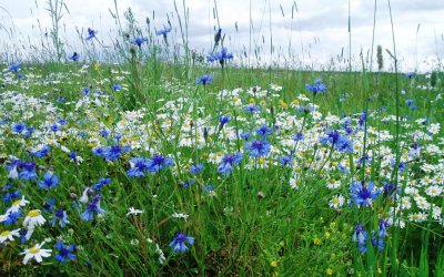 Васильки, Клевер, луговые цветы