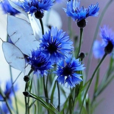 Василек синий полевой