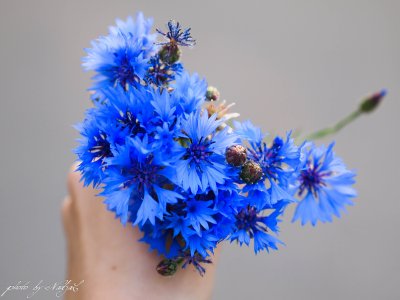 Красивый букет Васильков