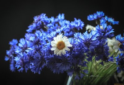 Маргаритки васильки