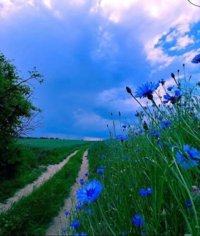 Поле с васильками