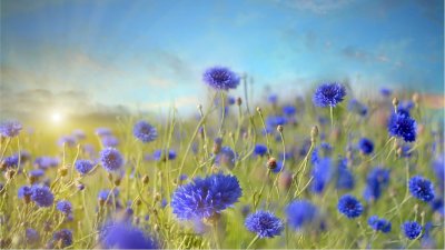 Васильковое поле