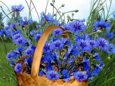 Клумба из Васильков и календулы