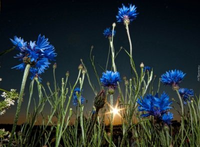 Василек голубая диадема