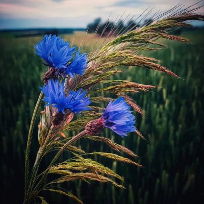 Прокудин-Горский васильки во ржи