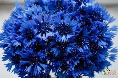 Василек букетный