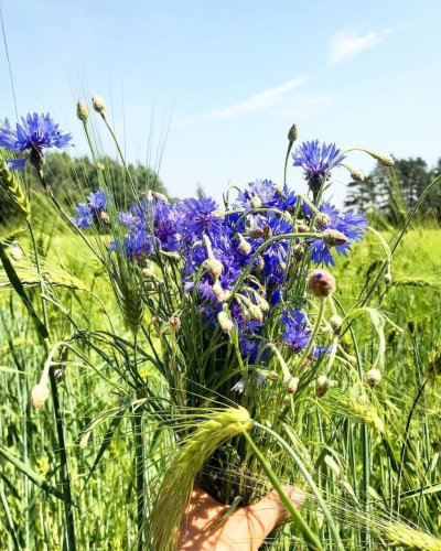 Василек Сибирский