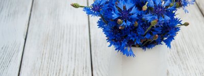 Васильки разноцветные