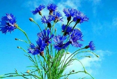 Василек полевой