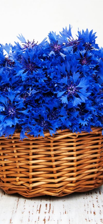 Василек Волошка