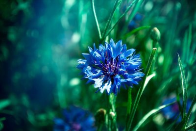 Василек Лагуна