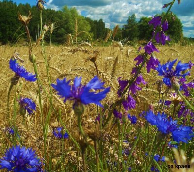 Василёк Луговой