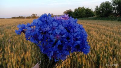 Ханс Эмменеггер букет Васильков