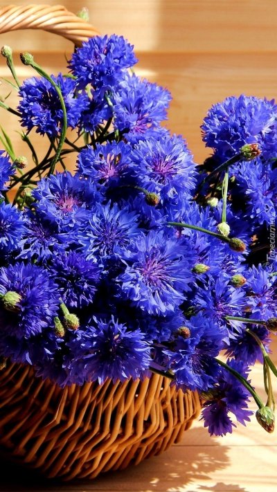 Синие васильки