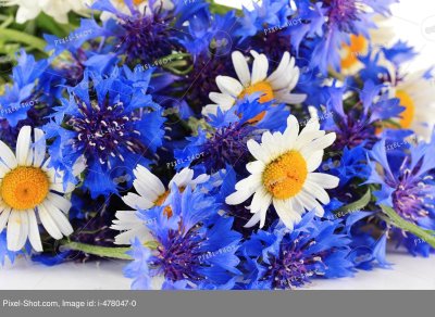 Васильки полевой букет