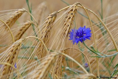 Сноп Васильков