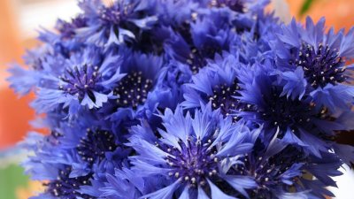 Нигелла голубая