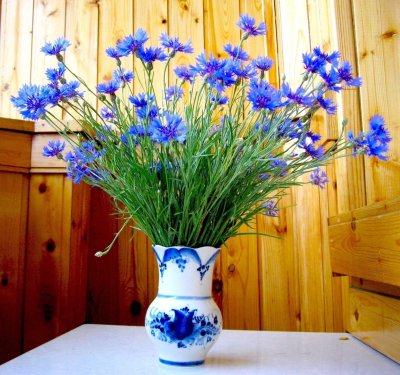 Букет полевых Васильков