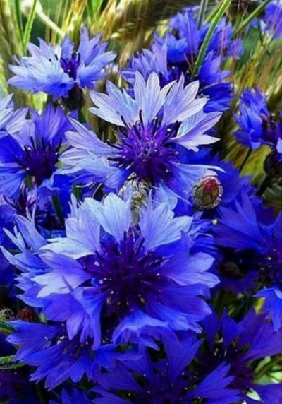 Василек полевой