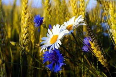 Ромашки и васильки