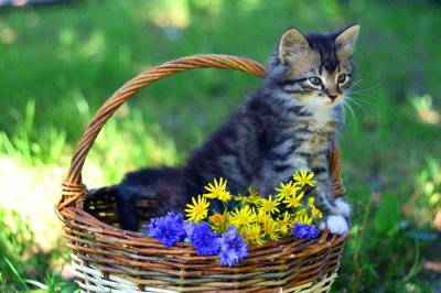 Котята в корзинке картинки