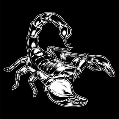 Скорпион на черном фоне