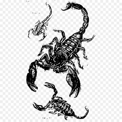 Скорпион рисунок