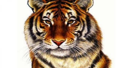 Тигр на белом фоне