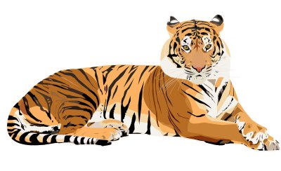 Тигр на белом фоне