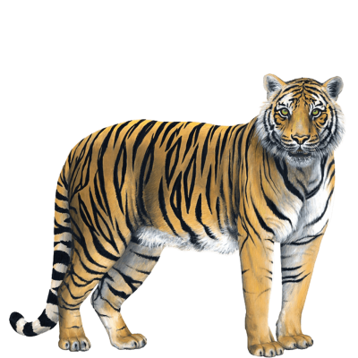 Тигренок на белом фоне