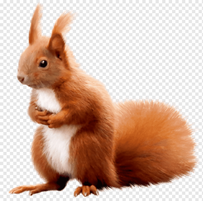 Белка на белом фоне